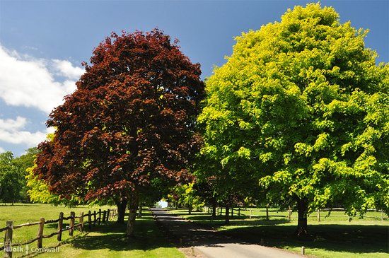 Grampound to Trewithen Circular Walk
